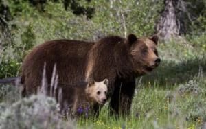 Première action d’effarouchement d’ours en Ariège après la chute de 61 brebis