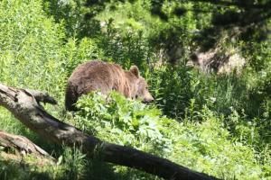 Ours : des ONG s’inquiètent des mesures d’effarouchement 