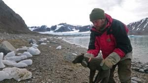 De la Norvège au Canada, une renarde polaire a parcouru 3500 km en moins de 80 jours