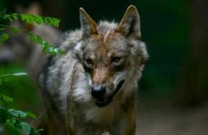 Le loup de retour sur les versants français du massif du Jura 