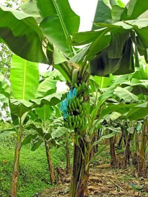 Nouvel espoir : la chlordécone se dégrade dans l’environnement