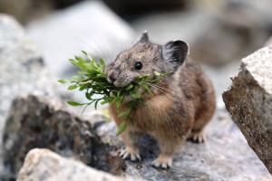 Adaptation du pika au climat : la géographie plutôt que la génétique