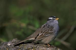 Les néonicotinoïdes affectent aussi les oiseaux