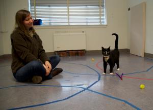 Les chats bien plus attachés aux humains qu’on ne le pense 