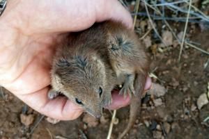 Le sexe intense mortel des marsupiaux 