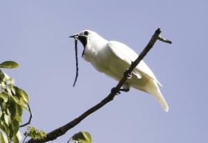 L’oiseau le plus bruyant du monde crie pour trouver l’amour