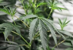 Cannabis : pas de preuve d’efficacité contre les troubles mentaux, selon une étude australienne