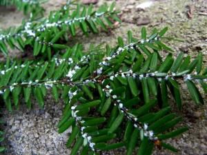 Préservation des arbres : une nouvelle façon de prédire quels insectes seront les plus ravageurs