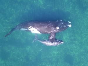 Des drones pour peser des baleines