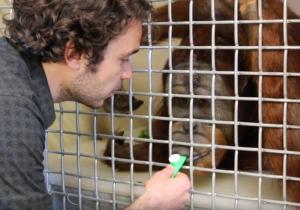 Quand les orangs-outans jouent du kazoo…