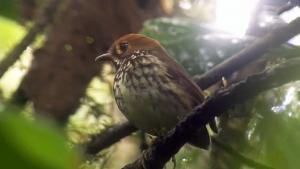 En Colombie, pays des oiseaux, découvrez ce nouvel adepte de la danse