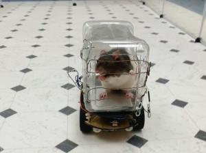 Des rats conducteurs de mini-voitures 