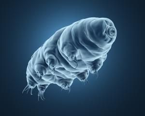 Tardigrades : une protéine protectrice pour l’ADN