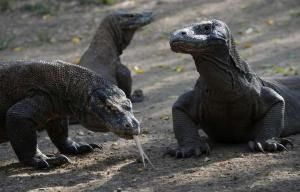 L’Indonésie renonce à fermer l’île de Komodo aux touristes