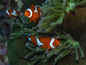 Poissons-clowns : une survie liée à l’environnement plus qu’à la génétique 