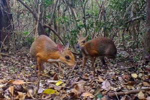 Un petit ruminant disparu des radars depuis 25 ans photographié au Vietnam