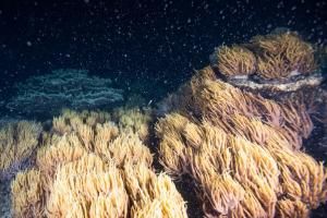 Des débuts prometteurs pour la reproduction de la Grande Barrière de corail en Australie