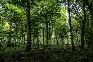 Champagne-Bourgogne : un onzième parc national en France 