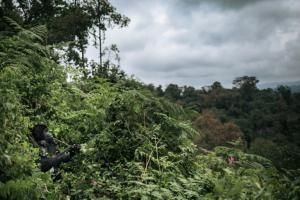 Un tiers de la flore tropicale africaine potentiellement menacée d&#039;extinction 