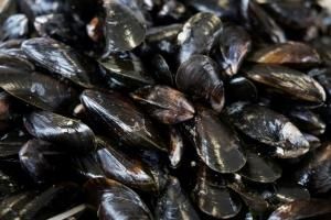 Un cancer infectieux chez les moules s’est propagé par le transport maritime 