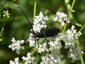 Des pollinisateurs moins nombreux et moins actifs en Europe