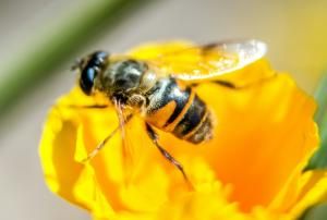 Abeilles : la justice interdit la vente en France de deux pesticides 