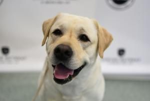 Les chiens savent catégoriser les mots, même prononcés par des inconnus 