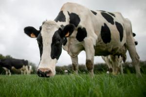 Des chercheurs pourraient avoir identifié l’origine de la maladie de la vache folle 