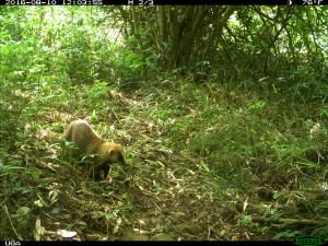 La faune revient à Fukushima