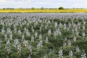 Le lupin, légumineuse d’avenir désormais séquencée