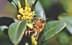 Pollinisateurs : interdiction de deux nouvelles substances proches des néonicotinoïdes