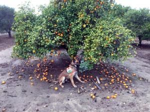 L’odorat des chiens à la rescousse des plantations d’agrumes