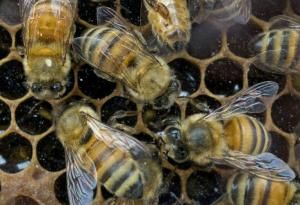 Le twerk des abeilles décodé par les scientifiques 