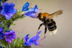 Les bourdons victimes du changement climatique 