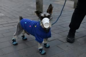 Hong Kong : un chien testé positif au coronavirus placé en quarantaine 