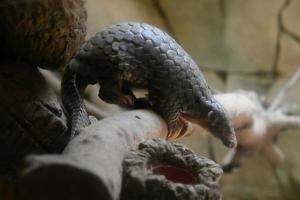 Le pangolin, hôte intermédiaire du coronavirus ?