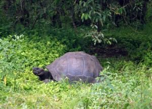 Découverte aux Galapagos d’une tortue géante apparentée au célèbre George le Solitaire 