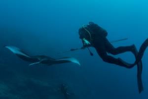 Record de plongée pour la raie manta de récif 