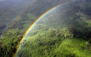 Les forêts tropicales pourraient relâcher du carbone avec le réchauffement climatique