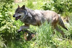 La présence d’un loup se précise en Seine-Maritime