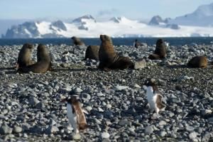 Réchauffement : les espèces migrent plus vite vers les pôles en mer que sur terre