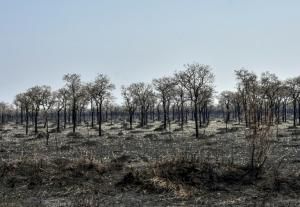 L’équivalent d’un terrain de foot de forêt primaire détruit toutes les six secondes