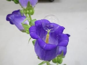 Des bulles de savon pour polliniser les arbres fruitiers