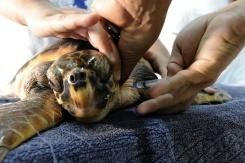 Une tortue marine vient pondre ses oeufs sur la plage publique de Fréjus