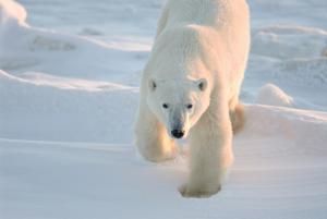 Réchauffement : vers l’extinction des ours polaires d’ici 2100 ?