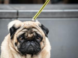 Votre chien pourrait être plus vieux que vous le pensiez