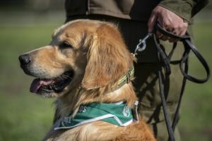  Chili: des chiens dressés pour détecter les malades du Covid-19