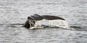 Alerte rouge pour les lémuriens, le grand hamster ou la baleine franche