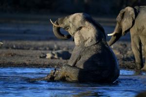 Botswana : mort mystérieuse d’au moins 275 éléphants 