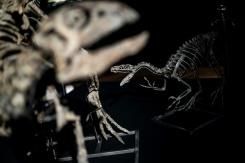 Un premier diagnostic de cancer chez un dinosaure